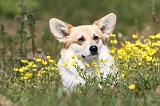 CORGI PEMBROKE 397